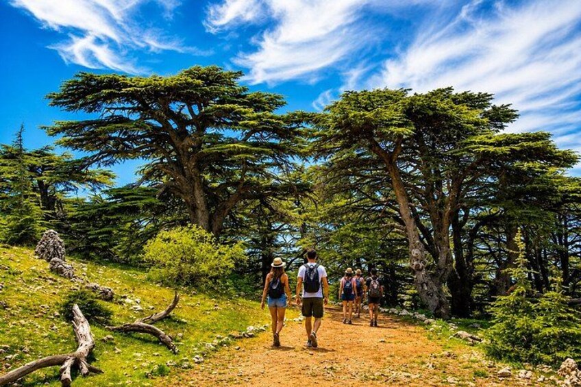 Private Shouf Cedars, Baalbek & Ksara | Local Guide in Baalbek 2