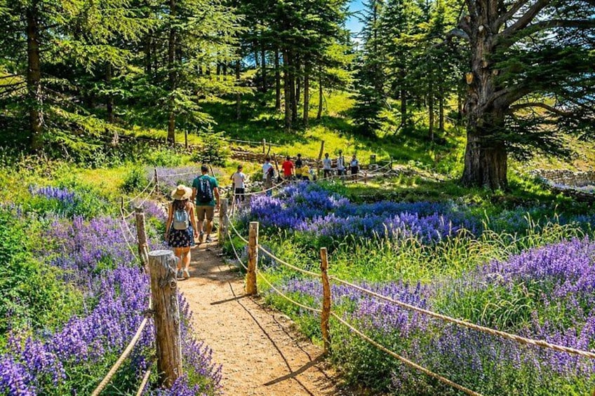 Private Shouf Cedars, Baalbek & Ksara | Local Guide in Baalbek 4