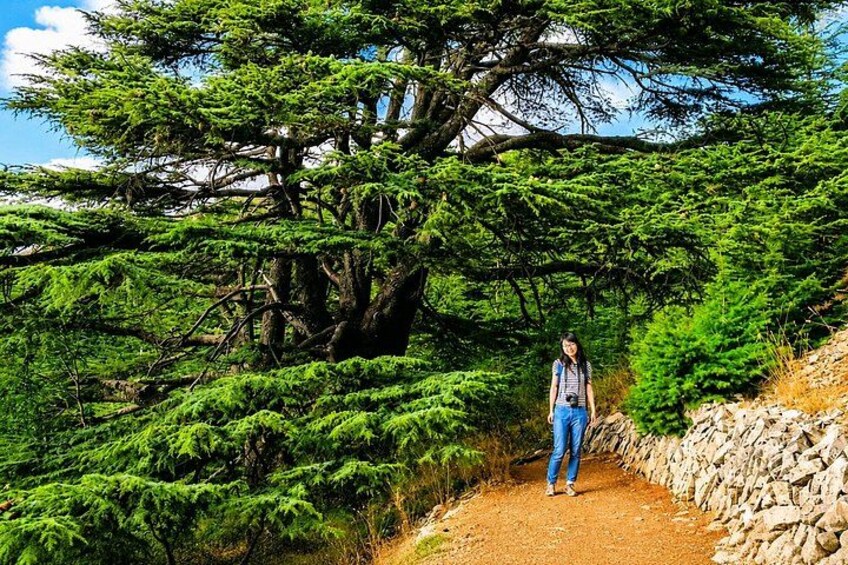 Private Shouf Cedars, Baalbek & Ksara | Local Guide in Baalbek 5