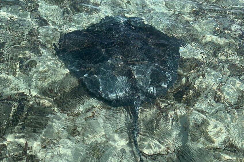 Une raie nageant dans une eau claire. 2