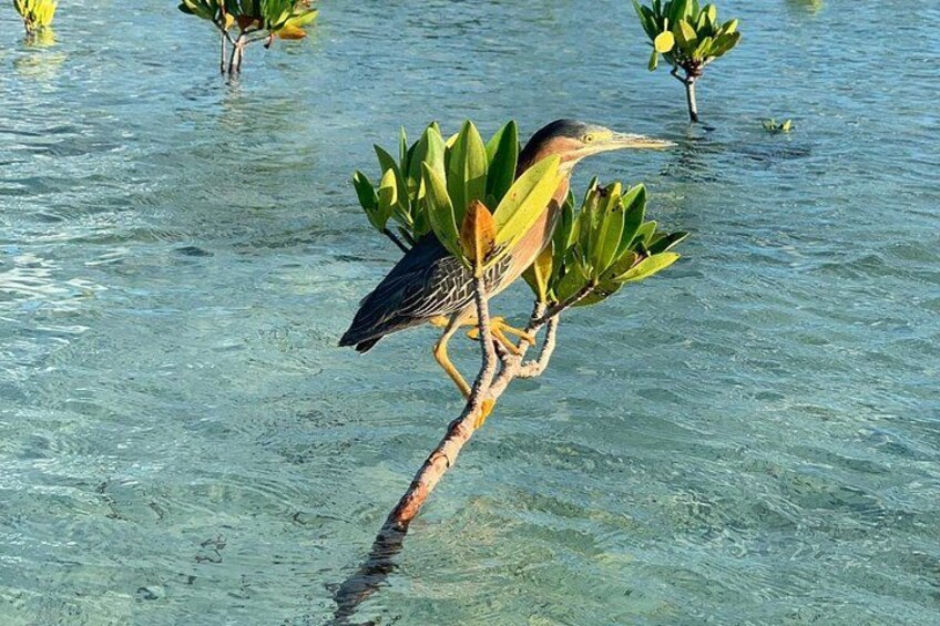 Mangrove & Iguana Clear Kayak Tour 2