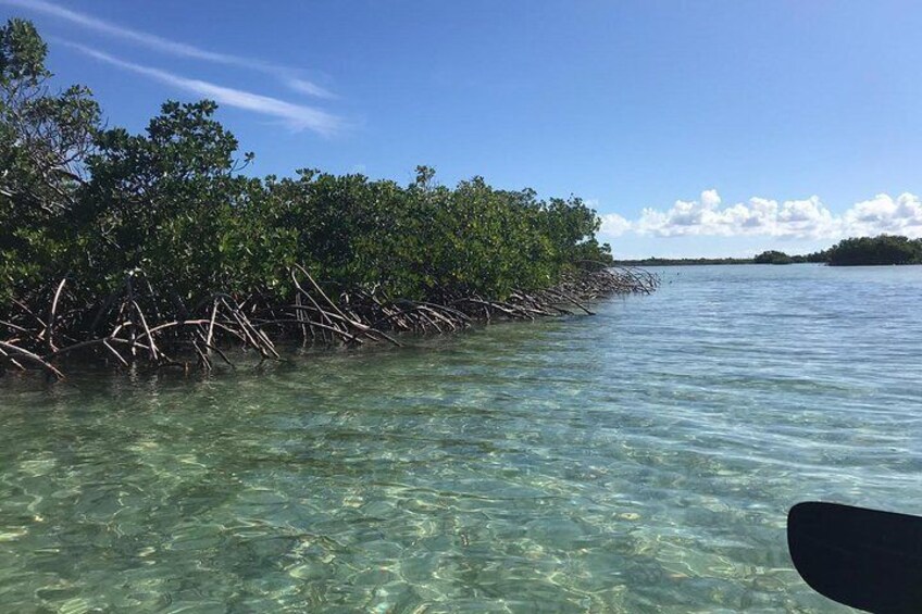 Mangrove & Iguana Island Clear Kayak Tour