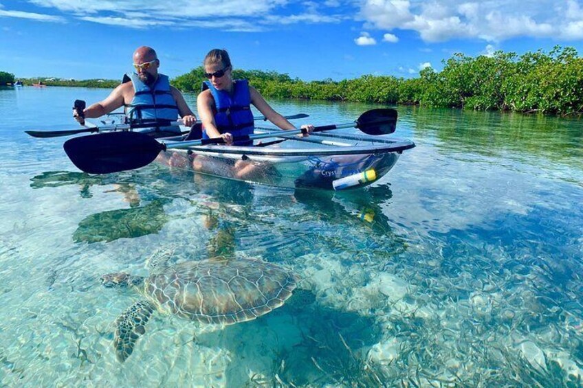 Mangrove & Iguana Clear Kayak Tour