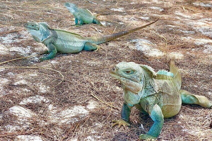 Mangrove & Iguana Clear Kayak Tour 2