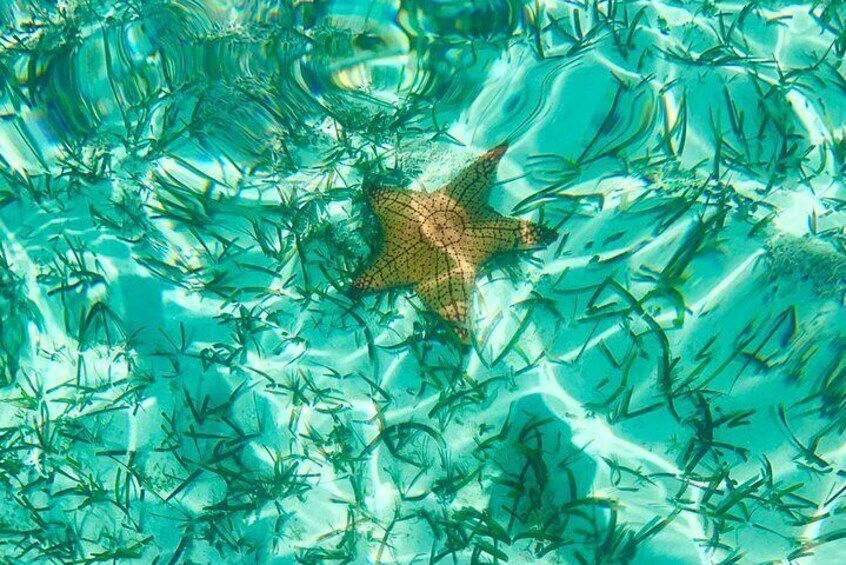 Mangrove & Iguana Island Clear Kayak Tour