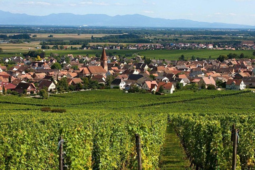 Ein Weinberg mit Reihen von Weinreben, eine Stadt mit roten Dächern und ein Kirchturm im Hintergrund. 1