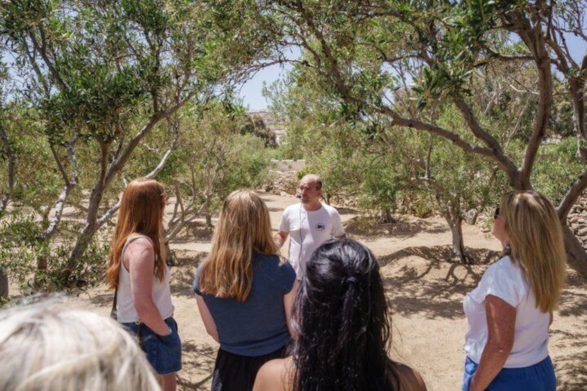 A group of people standing outdoors, surrounded by olive trees and dry ground. 4