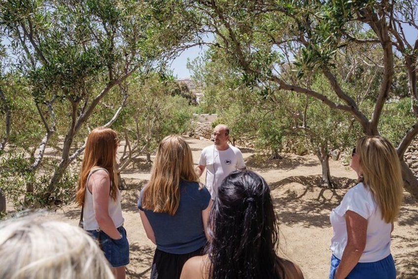 Tour and Wine Tasting in Mykonian Land 5