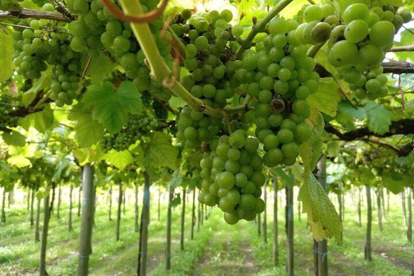 A vineyard with rows of grapevines bearing clusters of green grapes. 1