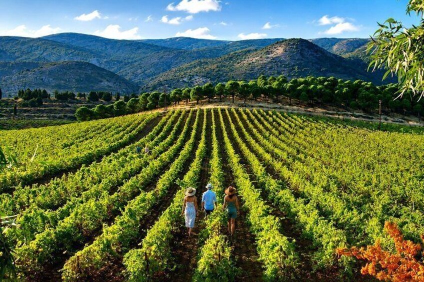A vineyard with rows of grapevines and a mountainous backdrop. 5
