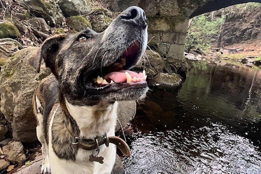 A dog with a collar standing by a body of water with rocks and a bridge in the background. 3
