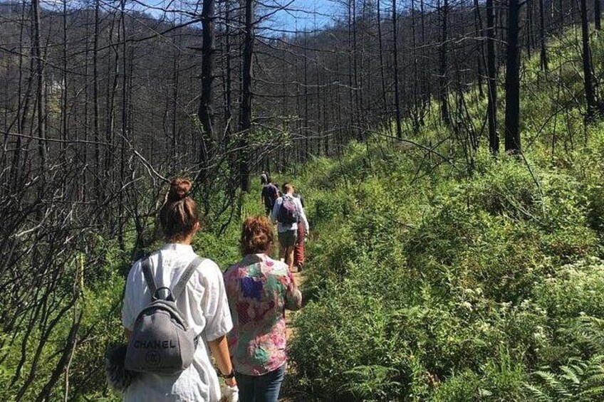 People hiking on a forested trail. 5