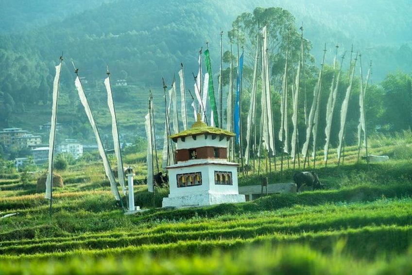 A white stupa with a golden top surrounded by prayer flags in a lush green landscape with terraced fields and a mountain in the background. 2