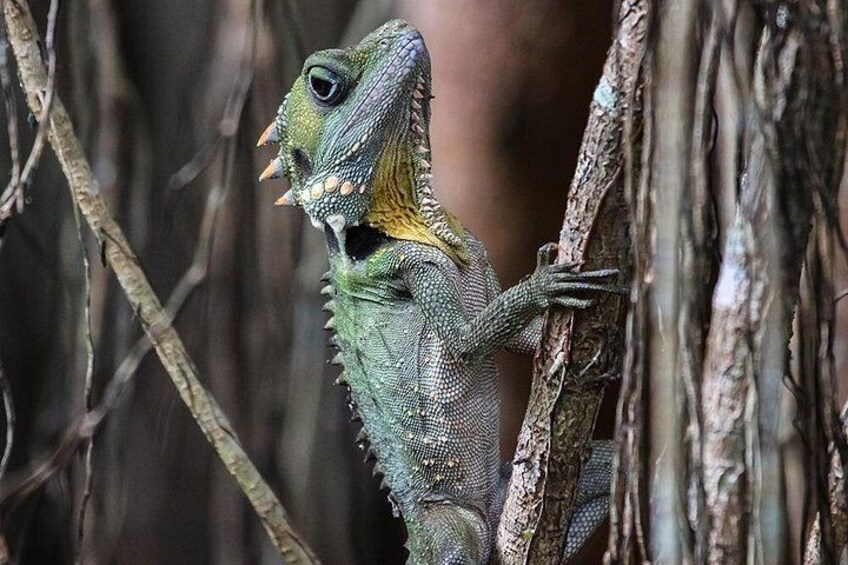 Mossman Gorge Adventure Day 2