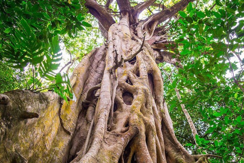 Mossman Gorge Adventure Day 3