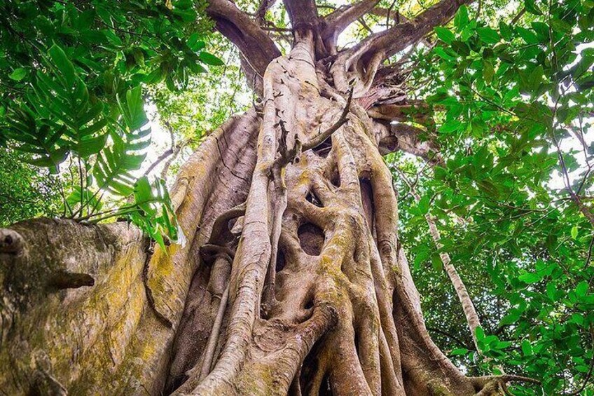 Mossman Gorge Adventure Day 3