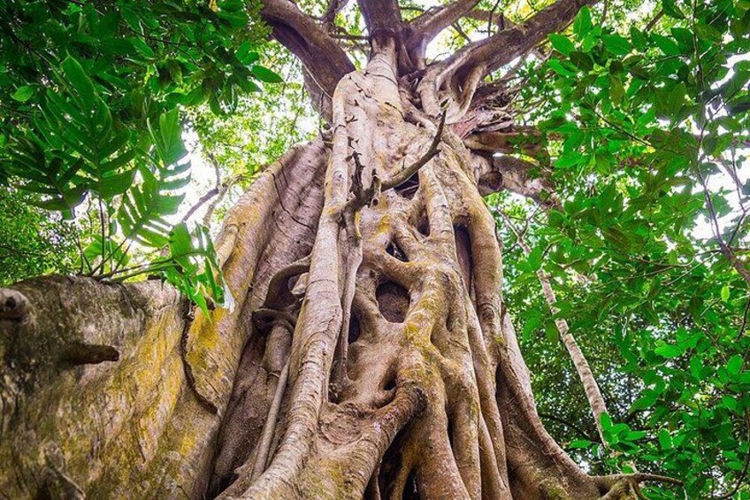 Mossman Gorge Adventure Day 3