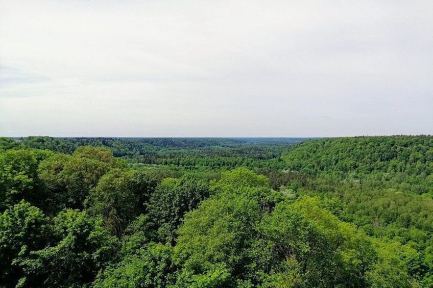 Een dicht bos met verschillende groene bomen en een vergezicht op een vlak landschap. 4