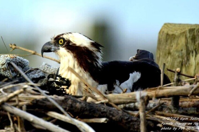 Wetlands Safari Cruise (Birding By Boat)