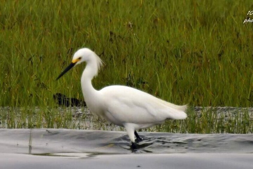 Wetlands Safari Cruise (Birding By Boat)