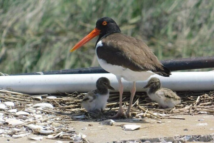 Wetlands Safari Cruise (Birding By Boat)