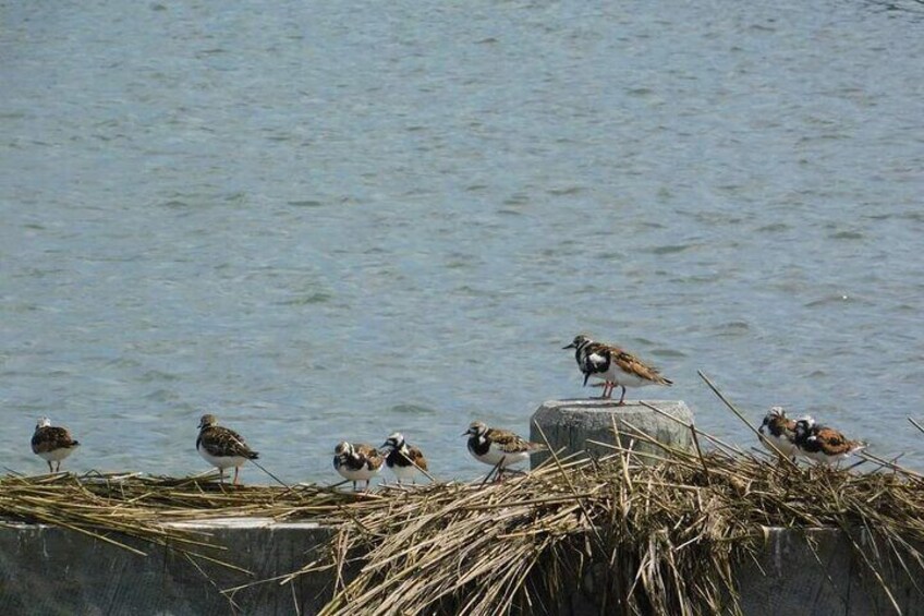 Wetlands Safari Cruise (Birding By Boat)