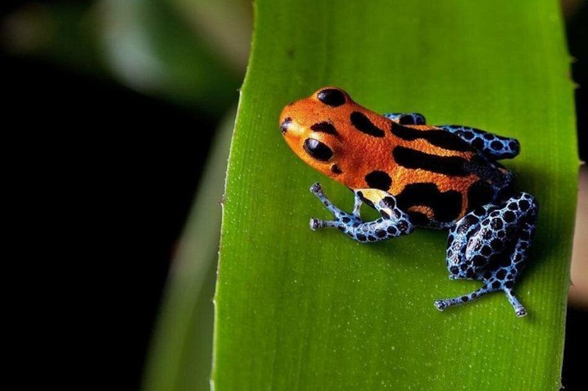 A brightly colored frog on a green leaf. 2
