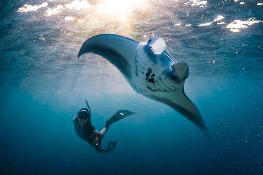 A diver swimming with a manta ray in clear blue water. 4