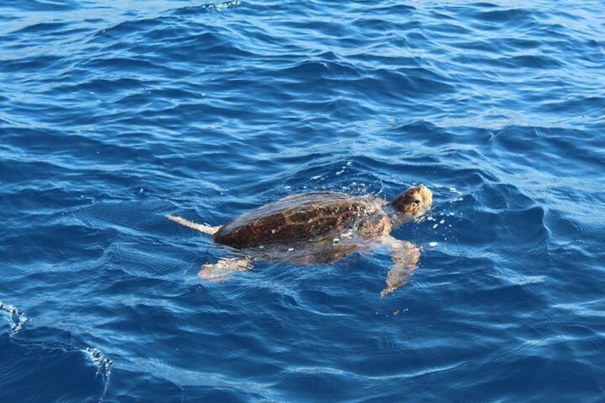 Private Charter in Tenerife south max 7 people 5