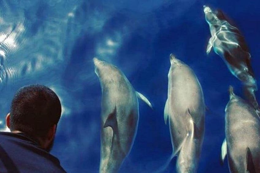 Une personne observe des dauphins dans un environnement aquatique aux eaux d’un bleu limpide. 2