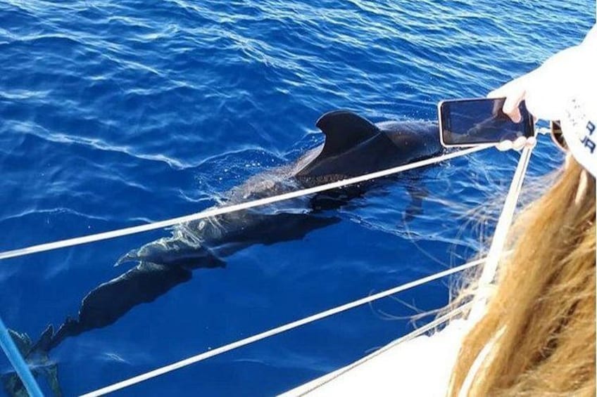 Une personne à bord d’un bateau, avec un dauphin qui nage à ses côtés. 3