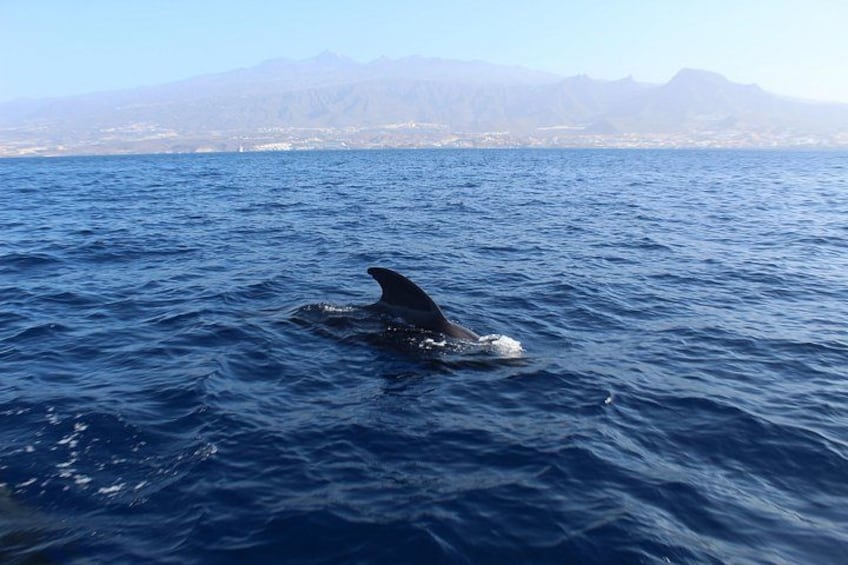 Un dauphin nageant dans l’océan, avec des montagnes en arrière-plan. 4