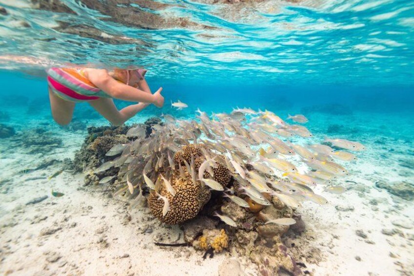 Private Rarotonga Turtle Tour – Lagoon Experience 5