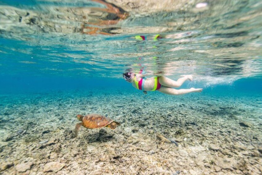 Private Rarotonga Turtle Tour – Lagoon Experience 3