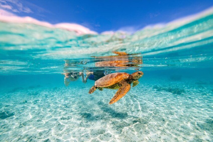 Private Rarotonga Turtle Tour – Lagoon Experience 2