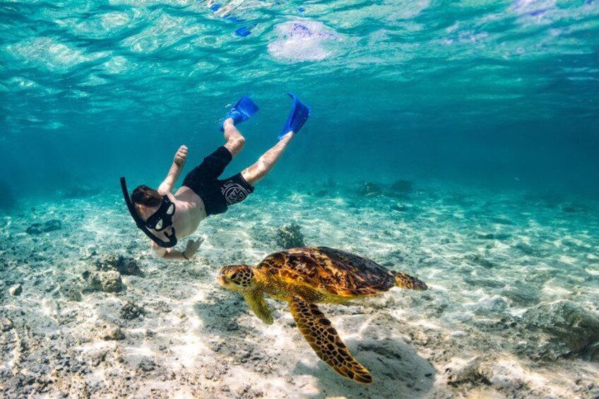 Private Rarotonga Turtle Tour – Lagoon Experience 1
