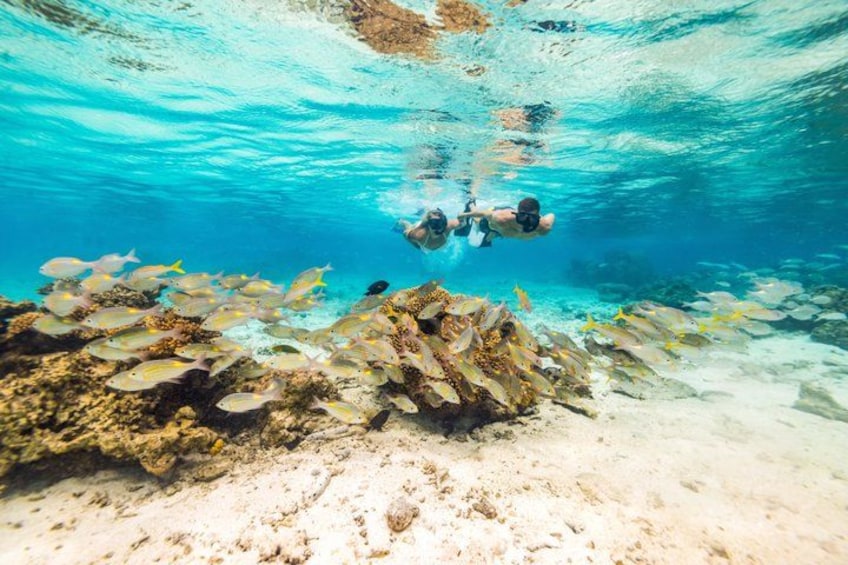 An underwater scene with divers and a school of fish. 4