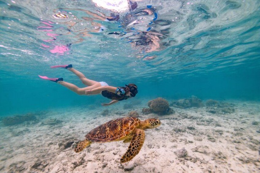 Private Rarotonga Turtle Tour – Lagoon Experience 4