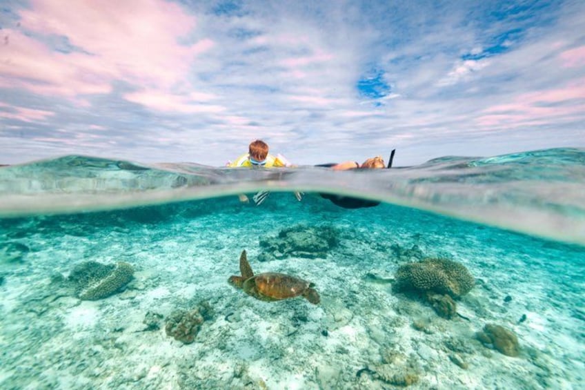 Private Rarotonga Turtle Tour – Lagoon Experience 2