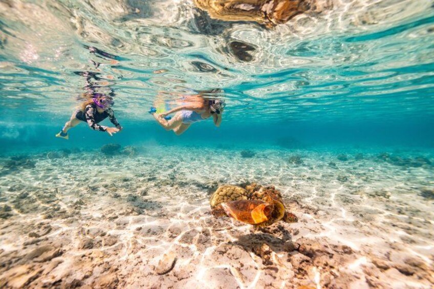 Private Rarotonga Turtle Tour – Lagoon Experience 4