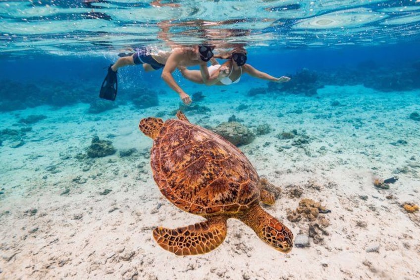 A person snorkeling underwater with a sea turtle on a sandy seabed. 1