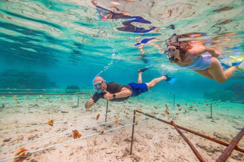 Private Rarotonga Turtle Tour – Lagoon Experience 3