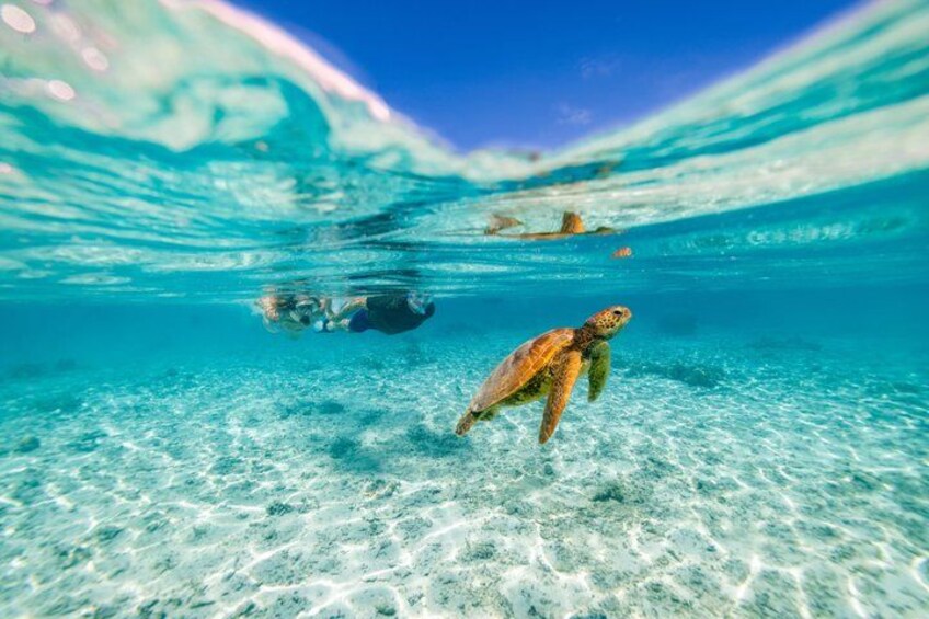 Private Rarotonga Turtle Tour – Lagoon Experience 5