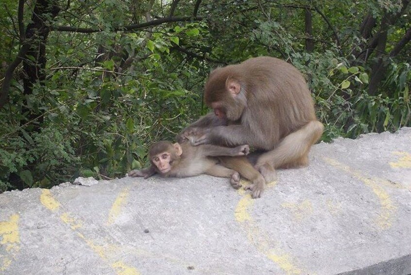 A monkey sitting on a concrete ledge with a baby monkey lying next to it. 1