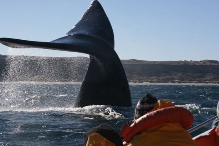 Full-day excursion to the Valdés Peninsula 1