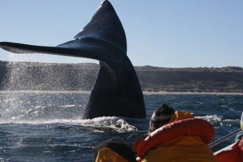 Valdés Peninsula - Full day excursion 4