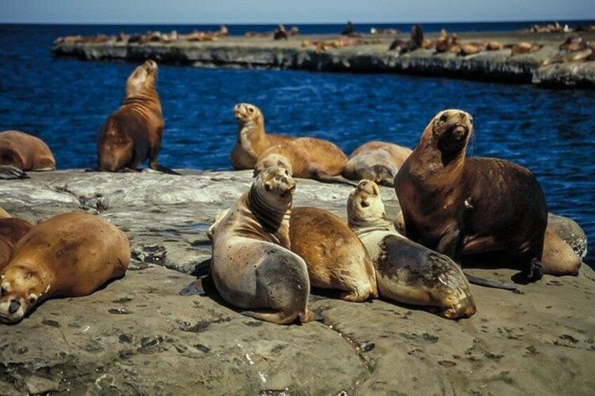 Valdés Peninsula - Full day excursion 2
