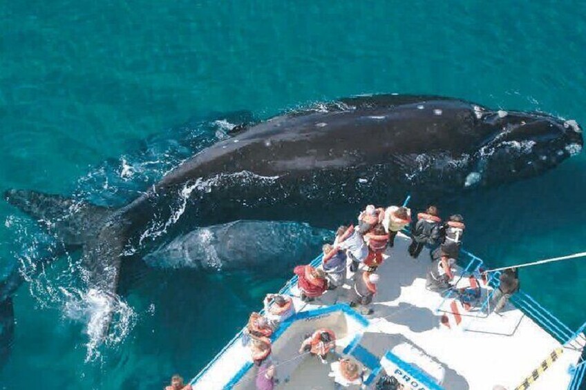 Valdés Peninsula - Full day excursion 2