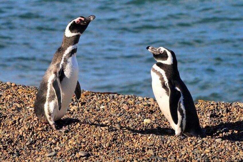 Full-day excursion to the Valdés Peninsula 4