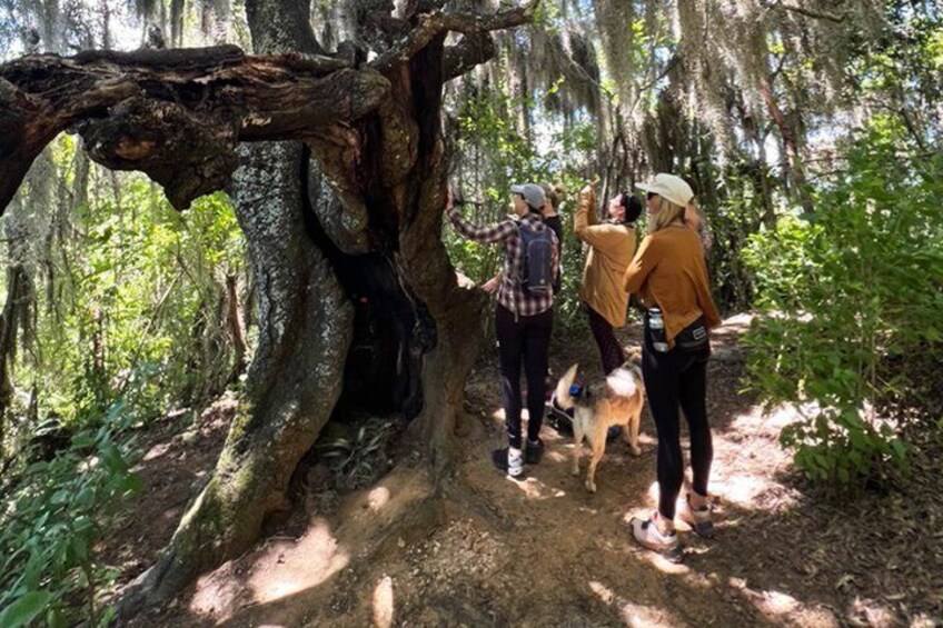 A group of people hiking near a large tree with Spanish moss. 3